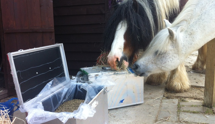Some of our new friends at the Kilmarnock Horse Rescue enjoy their lunch from their new feed boxes Some of our new friends at the Kilmarnock Horse Rescue enjoy their lunch from their new feed boxes