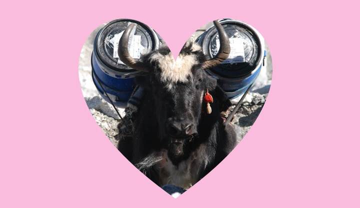 XE Valentines Edition XE Valentines Edition